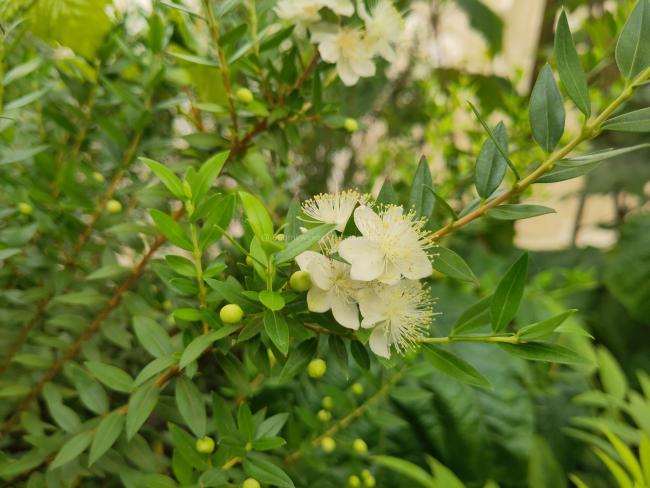 Myrtus communis var. tarentina