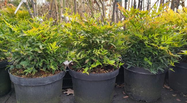 Nandina domestica 'Moon Bay' ®