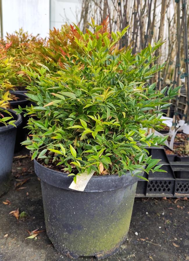 Nandina domestica 'Moon Bay' ®