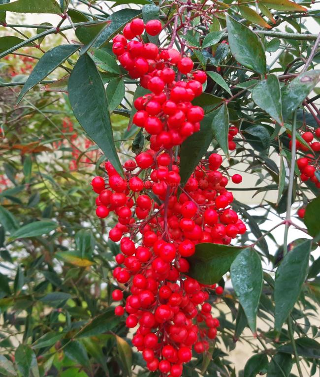 Nandina domestica