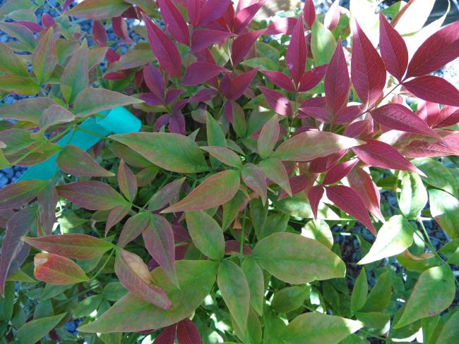Nandina  domestica 'Seika' ('Obsessed') ®