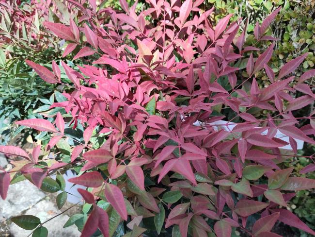 Nandina  domestica 'Seika' ('Obsessed') ®