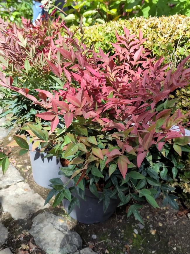 Nandina  domestica 'Seika' ('Obsessed') ®