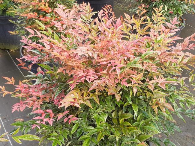 Nandina  domestica 'Seika' ('Obsessed') ®