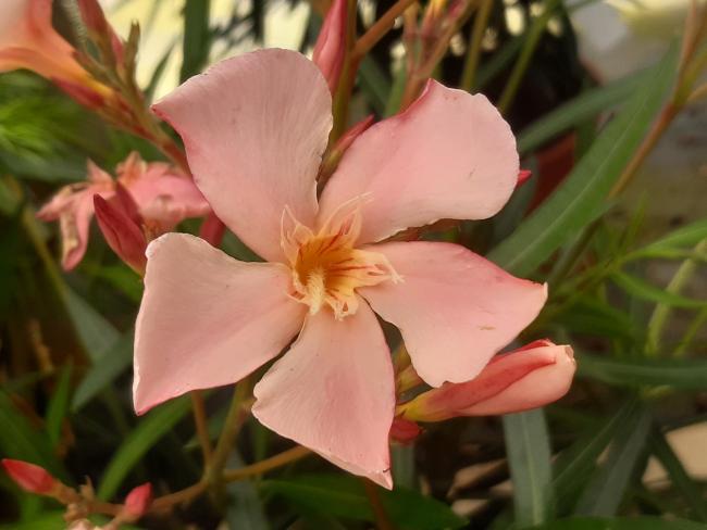 Nerium oleander wit-roze