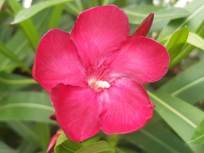 Nerium oleander licht roze