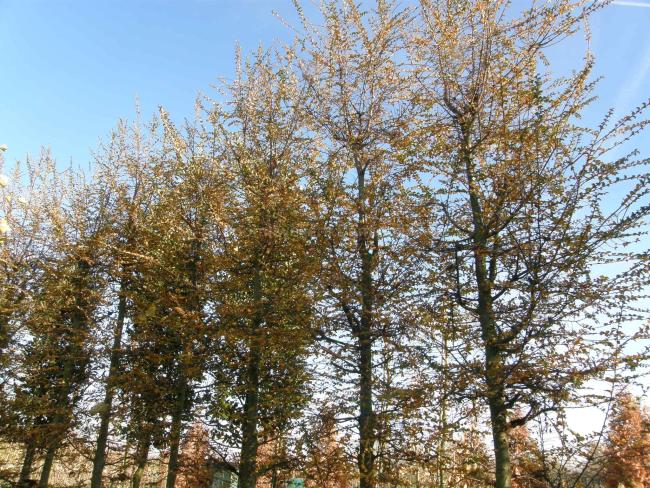 Nothofagus antartica