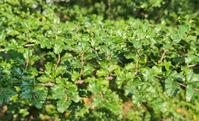 Nothofagus antartica