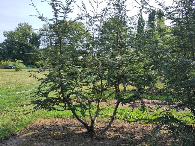 Nothofagus antartica