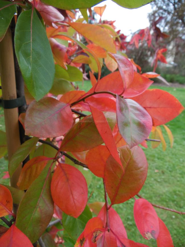 Nyssa sylvatica 'Autumn Cascade'