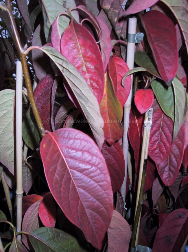 Nyssa sinensis 'Jim Russell'