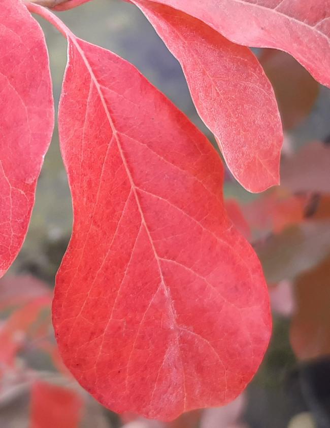 Nyssa sylvatica 'Red Vain'