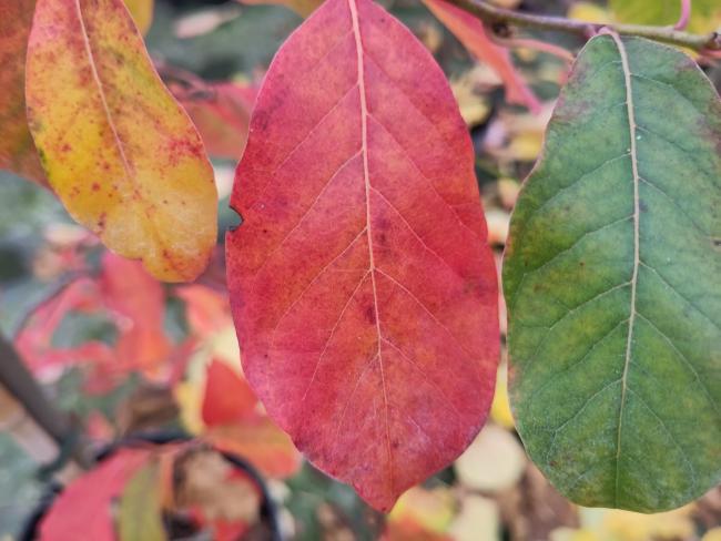 Nyssa sylvatica 'Red Vain'