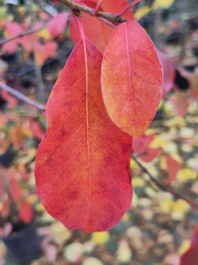 Nyssa sylvatica 'Red Vain'