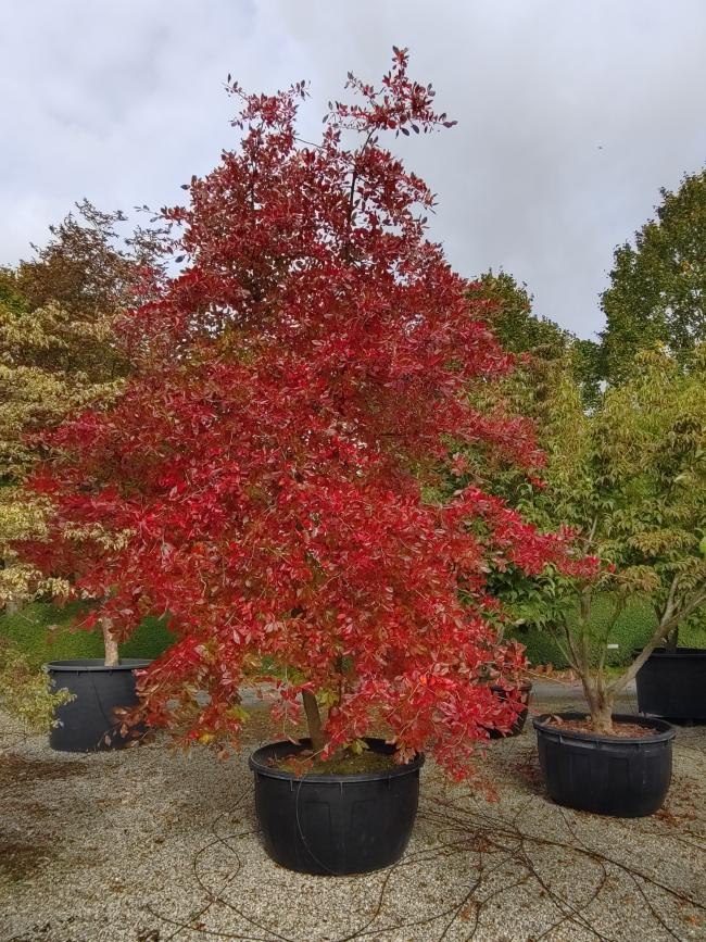 Nyssa sylvatica
