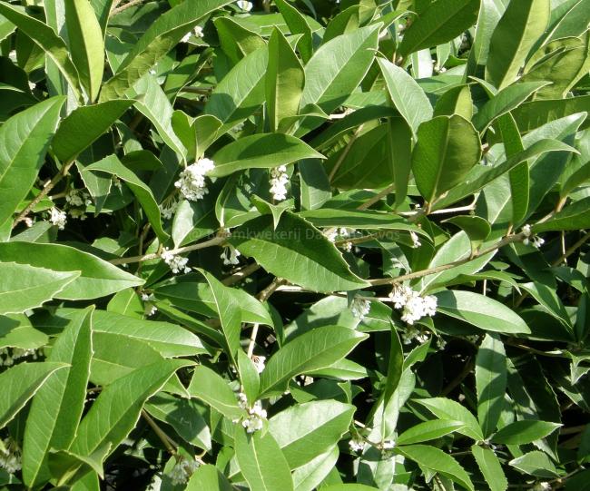 Osmanthus armatus