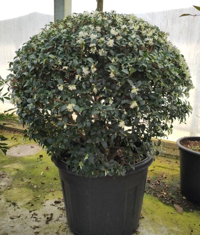Osmanthus burkwoodii (x) - bol