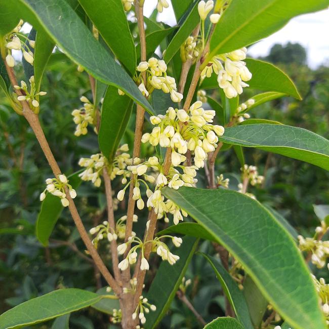Osmanthus fragrans 'Aurantiacus'