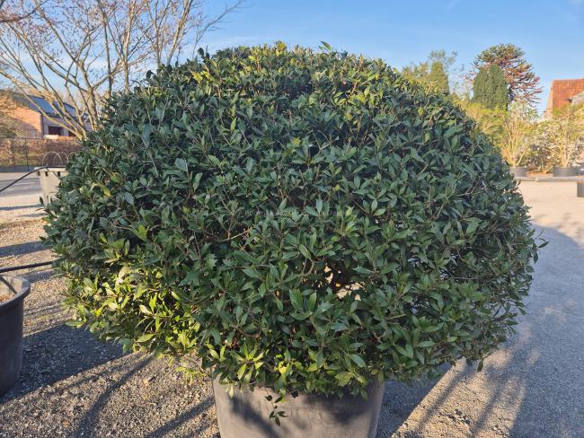 Osmanthus heterophyllus - ball