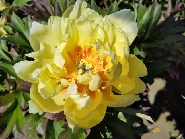 Paeonia 'Bartzella' (Itoh)