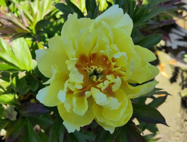 Paeonia 'Bartzella' (Itoh)