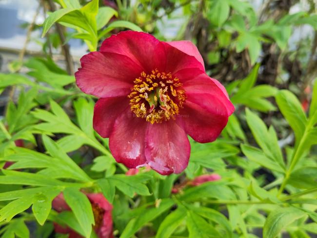 Paeonia delavayi