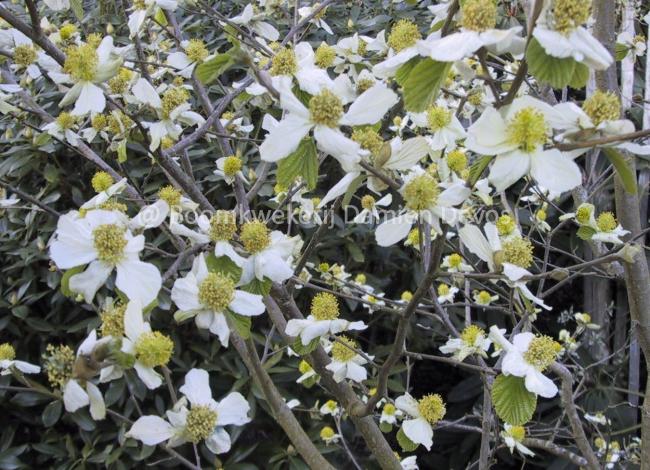 Parrotiopsis jacquemontiana