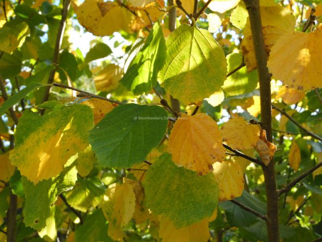 Parrotiopsis jacquemontiana