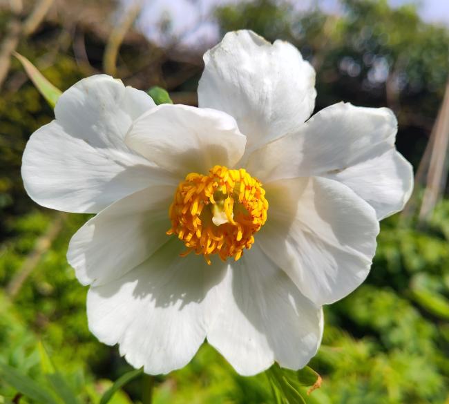 Paeonia lactiflora' Early Windflower'