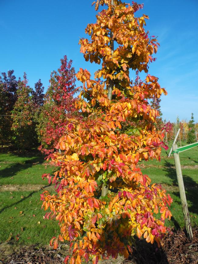 Parrotia persica 'Bella'