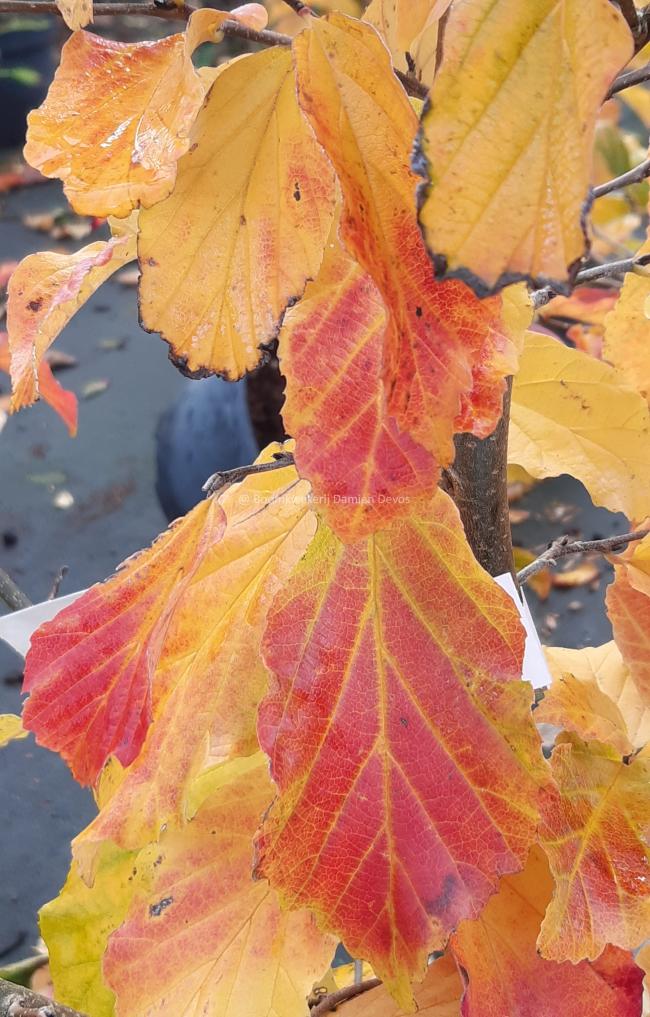 Parrotia persica 'Bella'