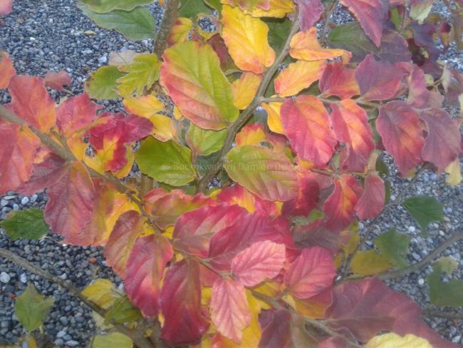 Parrotia persica 'Felicie'