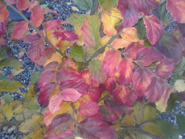 Parrotia persica 'Felicie'