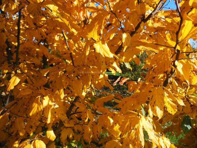 Parrotia persica 'Vanessa'
