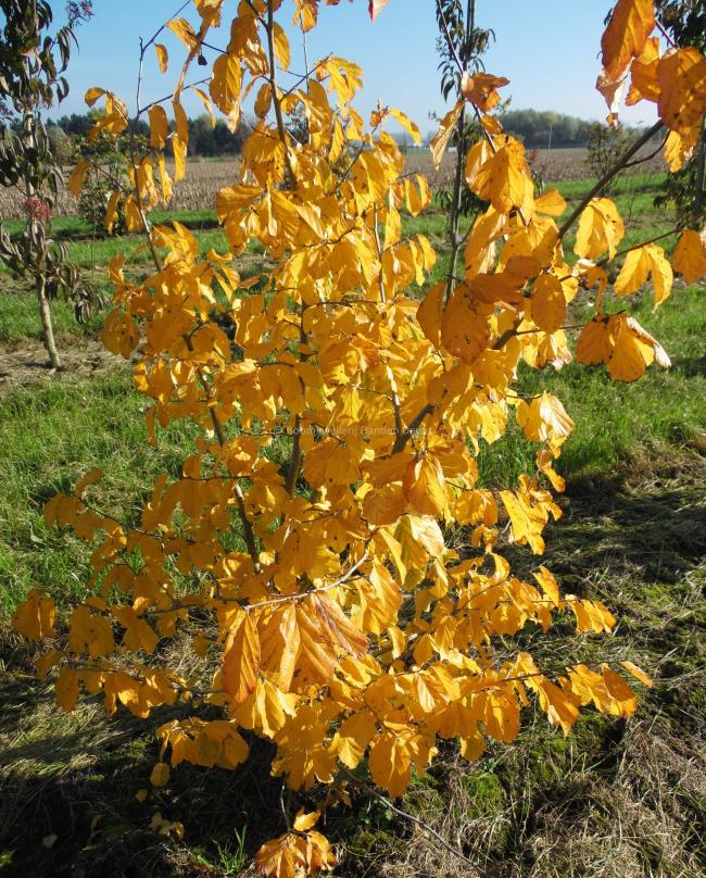 Parrotia persica 'Vanessa'