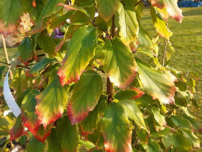 Parrotia persica 'Vanessa'