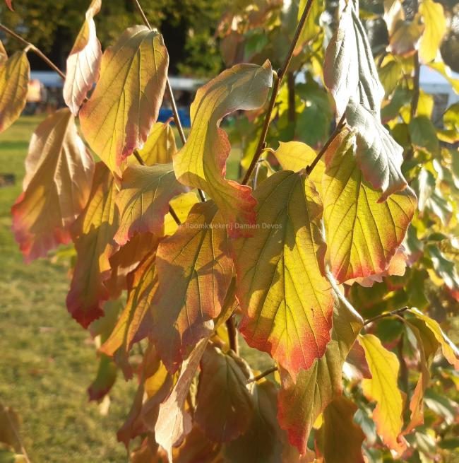 Parrotia persica 'Vanessa'