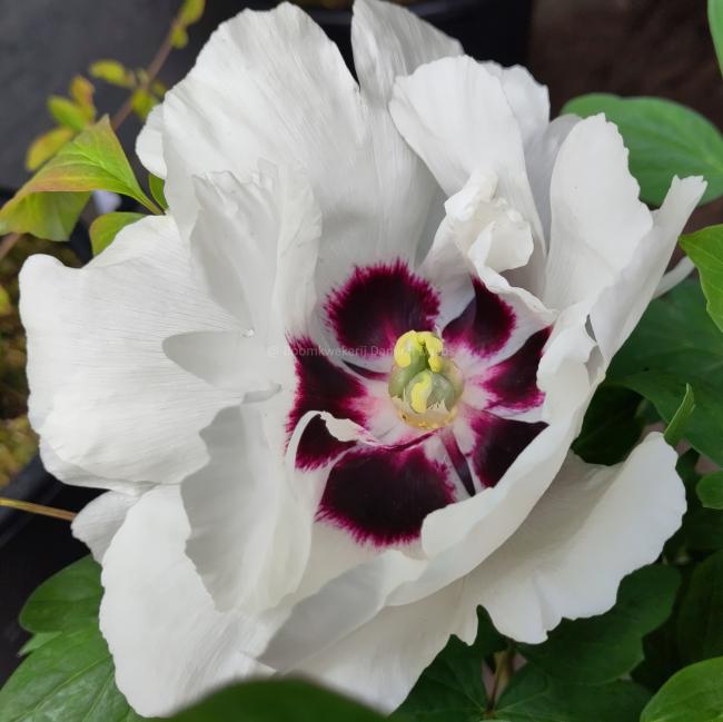 Paeonia rockii 'Pan Deng'