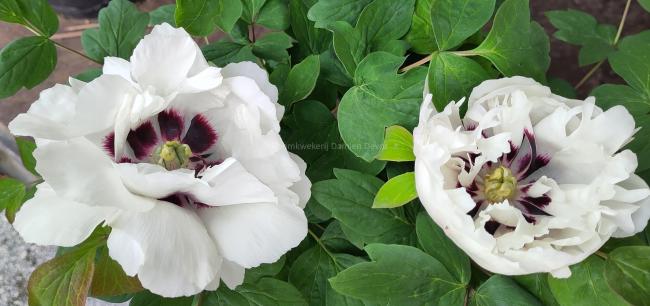 Paeonia rockii 'Pan Deng'
