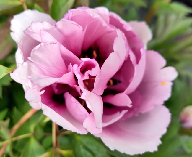 Paeonia rockii 'Yi Du Chun Qiu'