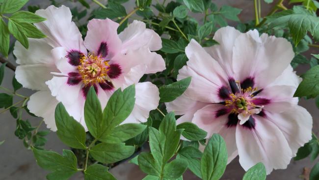 Paeonia rockii 'Yi Du Chun Qiu'