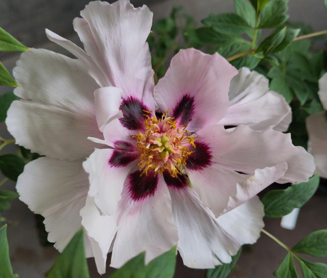 Paeonia rockii 'Yi Du Chun Qiu'