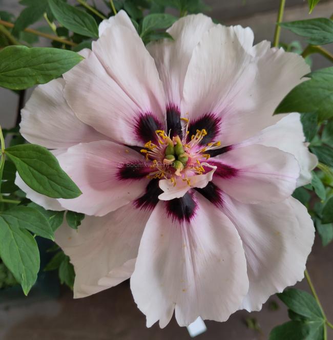 Paeonia rockii 'Yi Du Chun Qiu'