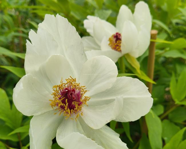 Paeonia suffruticosa 'Feng Dan Bai'