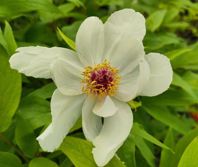 Paeonia suffruticosa 'Feng Dan Bai'
