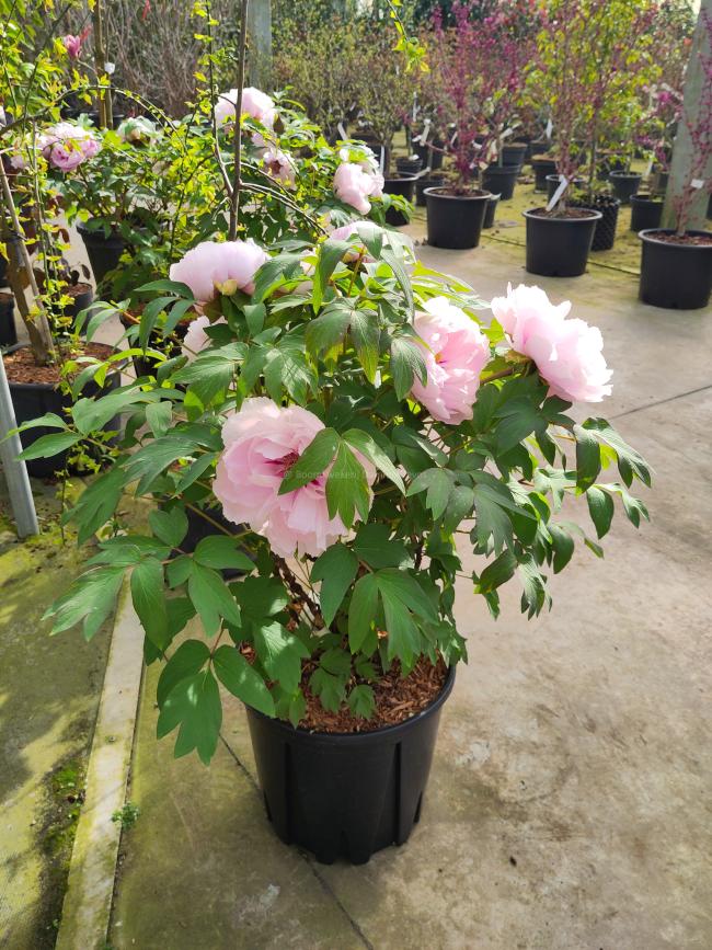 Paeonia suffruticosa 'Lan Yue Liang'