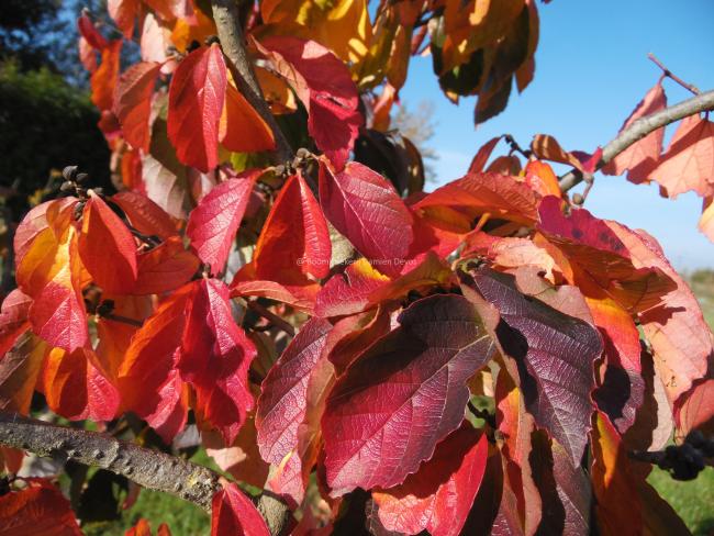 Parrotia subaequalis