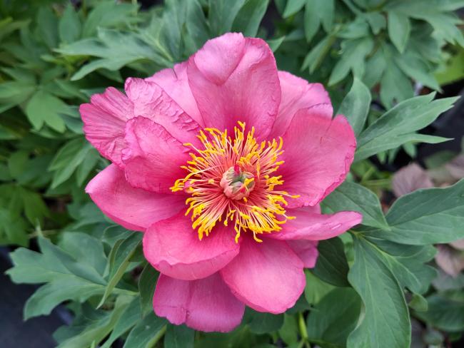Paeonia 'Yankee Doodle Dandy' (Itoh)