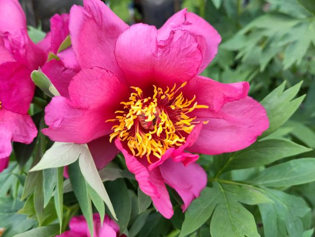 Paeonia 'Yankee Doodle Dandy' (Itoh)