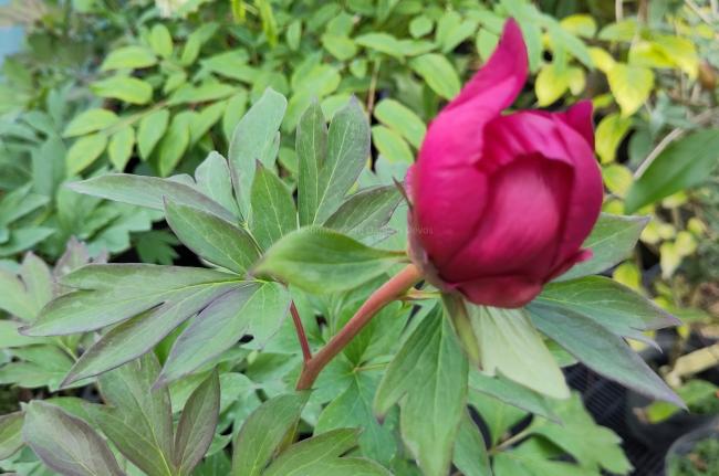 Paeonia 'Yankee Doodle Dandy' (Itoh)